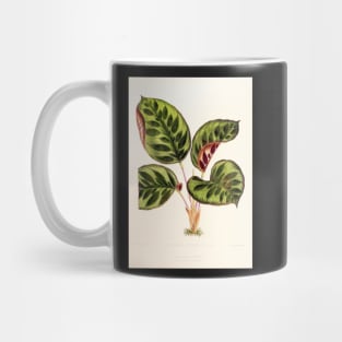 Calathea makoyana - Botanical illustration Mug